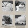 Waterproof Pet Electric Blanket Anti-scratch Thermostat Control Electric Heating Dog Bed Cartoon Pattern Warm