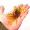 3 PZ/6 PZ Esca da Pesca Morbida Realistica 3D a Forma di Granchio - Antialga per Acqua Salata/Dolce per Persico Spigola, Cernia, Sgombro - Azione di Nuoto Lento e Laterale