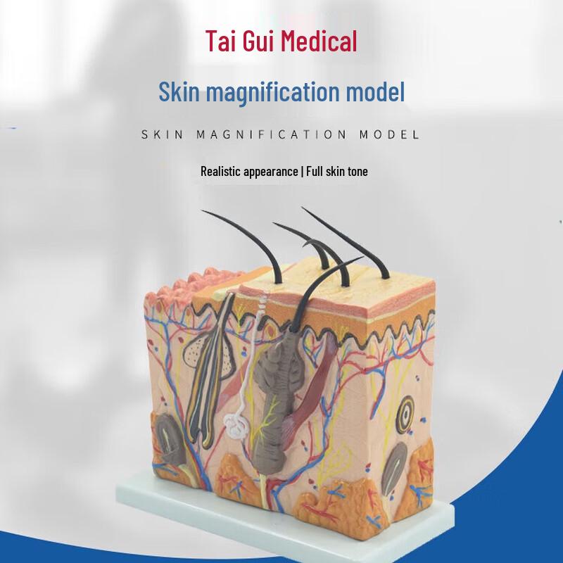 TAIGUI MEDICINE 70x Magnified Human Skin Anatomy Model