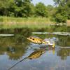 Rotating Tail Top Water Lure Floating Bait Soft Frog Lure New Artificial Bait  Bass Fishing