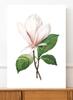 Plakat kwiat magnolia retro vintage