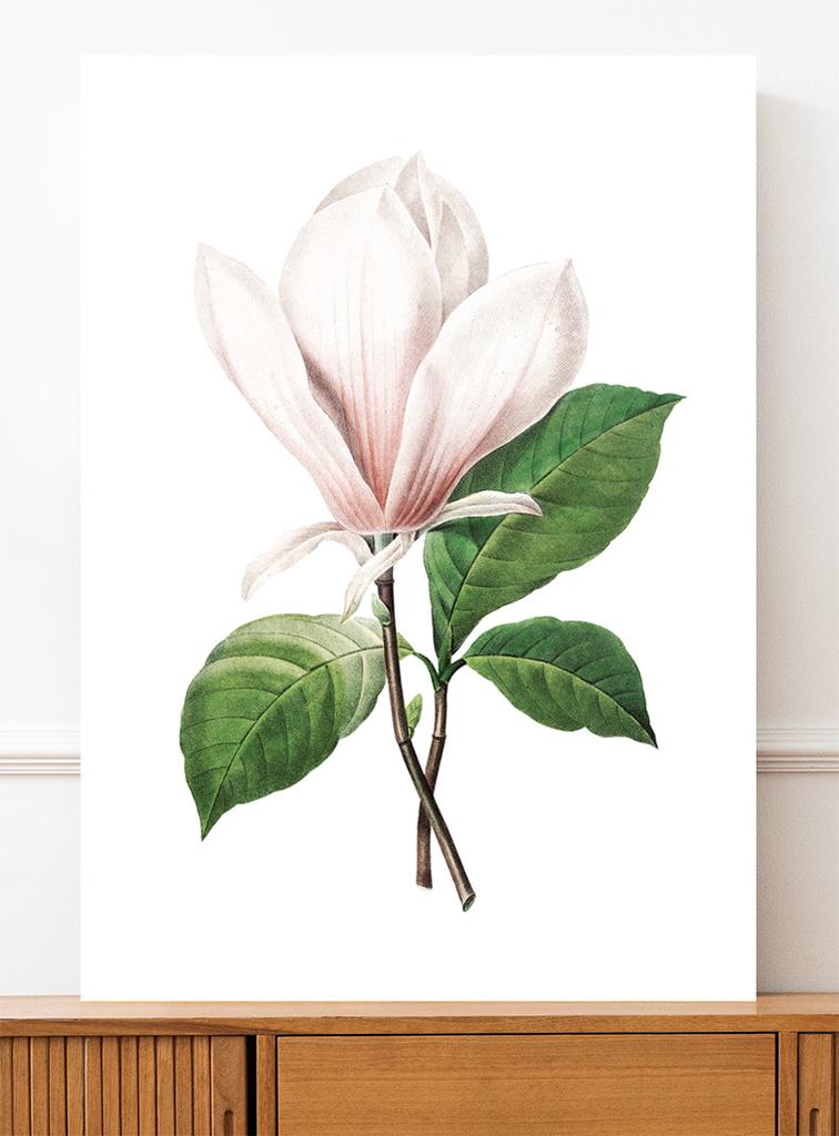 Plakat kwiat magnolia retro vintage