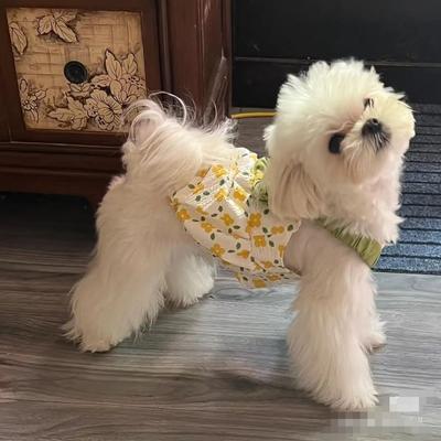 Pet Flower Pumpkin Group Dog Strap Bow Dress Summer Cute Dot Princess Dress Puppy Teddy Cat Dog Dress Small Dog Clothes