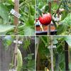 100Pcs Plant Fixing Clip - Plastic Lattice Plant Support Clip for Support, Grape and Tomato Vines, Vegetable Plants