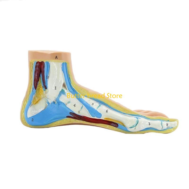 W89C Foot Anatomical Model, Human Anatomical Foot Model, Normal Flat Arched Foot Model with Bones, Muscles, Ligaments