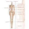 30cm Doll Body for Girls Do It Yourself Plastic Toy Figure Accessories Female Doll Body Creative Play Supply