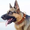 Leather Dog Collar Genuine Leather Pet Dog Collars Pitbull German Shepherd Collar Neck Buckle for Small Medium Large Dogs