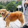 Cani – Collari e guinzagli per cani