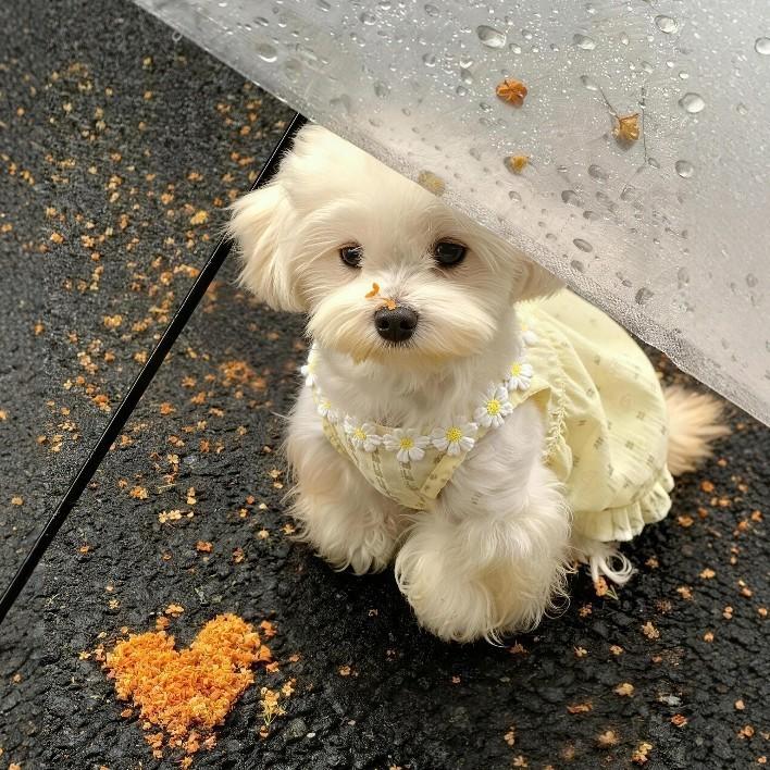 Pet ins Thin Teddy Cat Bi Xiong Puppy Dog Clothes Princess Skirt Small Dog Summer Clothing Princess Style