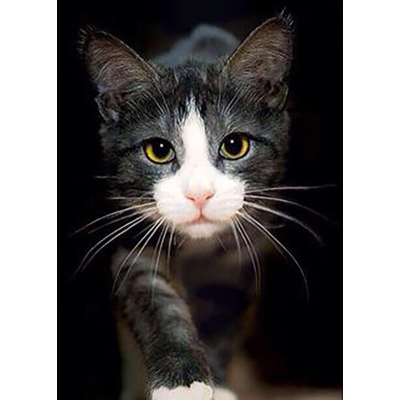 DIY Cat 5D Diamantmålning Korsstygn Handarbete Full Rund Borr Harts Mosaik Diamantbroderi Heminredning Väggkonst Present