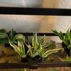 Aquarium Plant Holder with 5 Hole Heavy Duty Aquatic Plant Cup Fish Tank Top Hanging Floating Root Plants Planter Shelf Aquascape Decoration