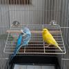 Moisture Proof Metal Grid Perch Stand Stainless Steel Bird Cage Activity Platform  Finches