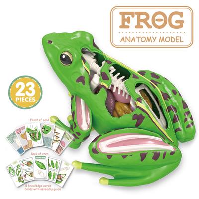 4D Frog Anatomy Model Montessori Toys Detachable Frog Organs STEM Biology Education Teaching Aid Early Learning Toy for Children