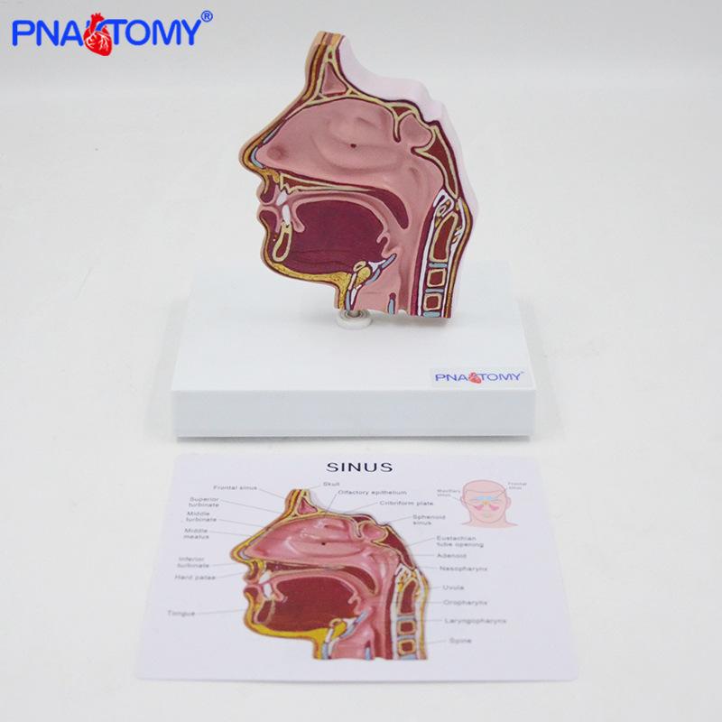 1:1 Nasal Cavity & Sinus Model - Anatomy Teaching Aid for Oropharyngeal and Laryngeal Demonstration PNT-04361