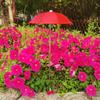 Plant & Flower Shade: Retractable Outdoor Stainless Steel Umbrella for Succulents, Bonsai, and Potted Plants.