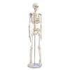 85cm Adult Human Skeleton Model for Teaching and Spine Anatomy