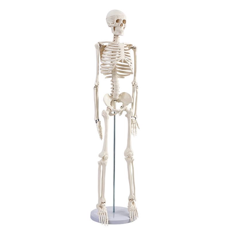85cm Adult Human Skeleton Model for Teaching and Spine Anatomy