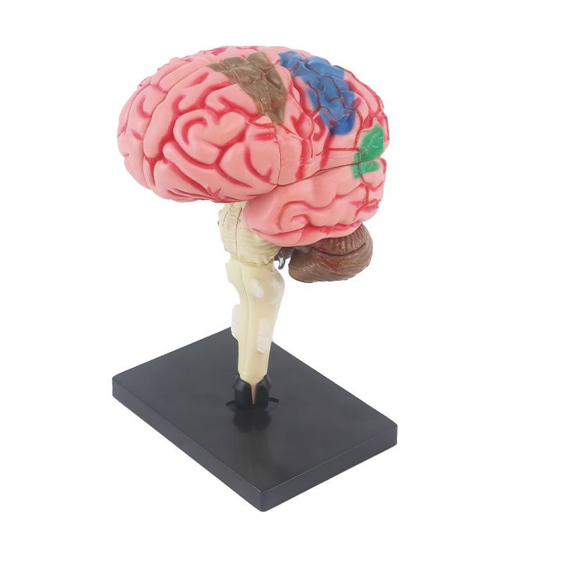 3D Human Brain Model: Features Brain, Nerves, Brainstem, Blood Vessels, and Functions - DIY Educational Toy