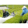 Grüner Tee Pulver 200g x 3 Beutel (600g) Massenverwendung (Sencha-Pulver) 100 aus Kakegawa Präfektur Shizuoka
