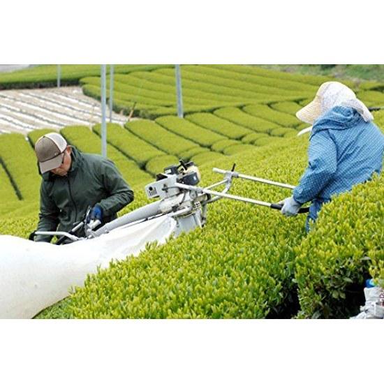 Grüner Tee Pulver 200g x 3 Beutel (600g) Massenverwendung (Sencha-Pulver) 100 aus Kakegawa Präfektur Shizuoka