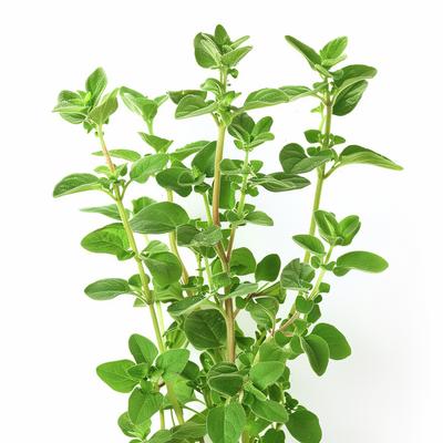Ainavu veidošana un labiekārtošana – Sēklas