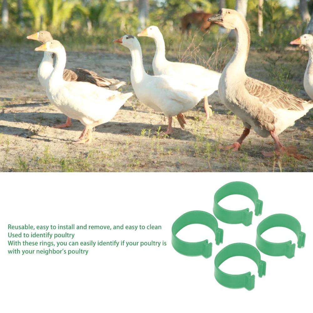 100Pcs 18mm Chicken Feet Ring Green Color Duck Feet Ring Breeding Foot Ring  Duck Farming