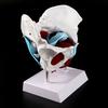 Female Pelvis Pelvic Floor Muscle Model Uterus Ovary Muscle Teaching Resources Educational Removable