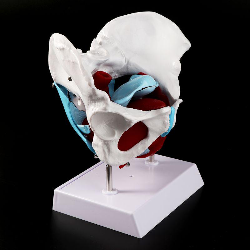Female Pelvis Pelvic Floor Muscle Model Uterus Ovary Muscle Teaching Resources Educational Removable