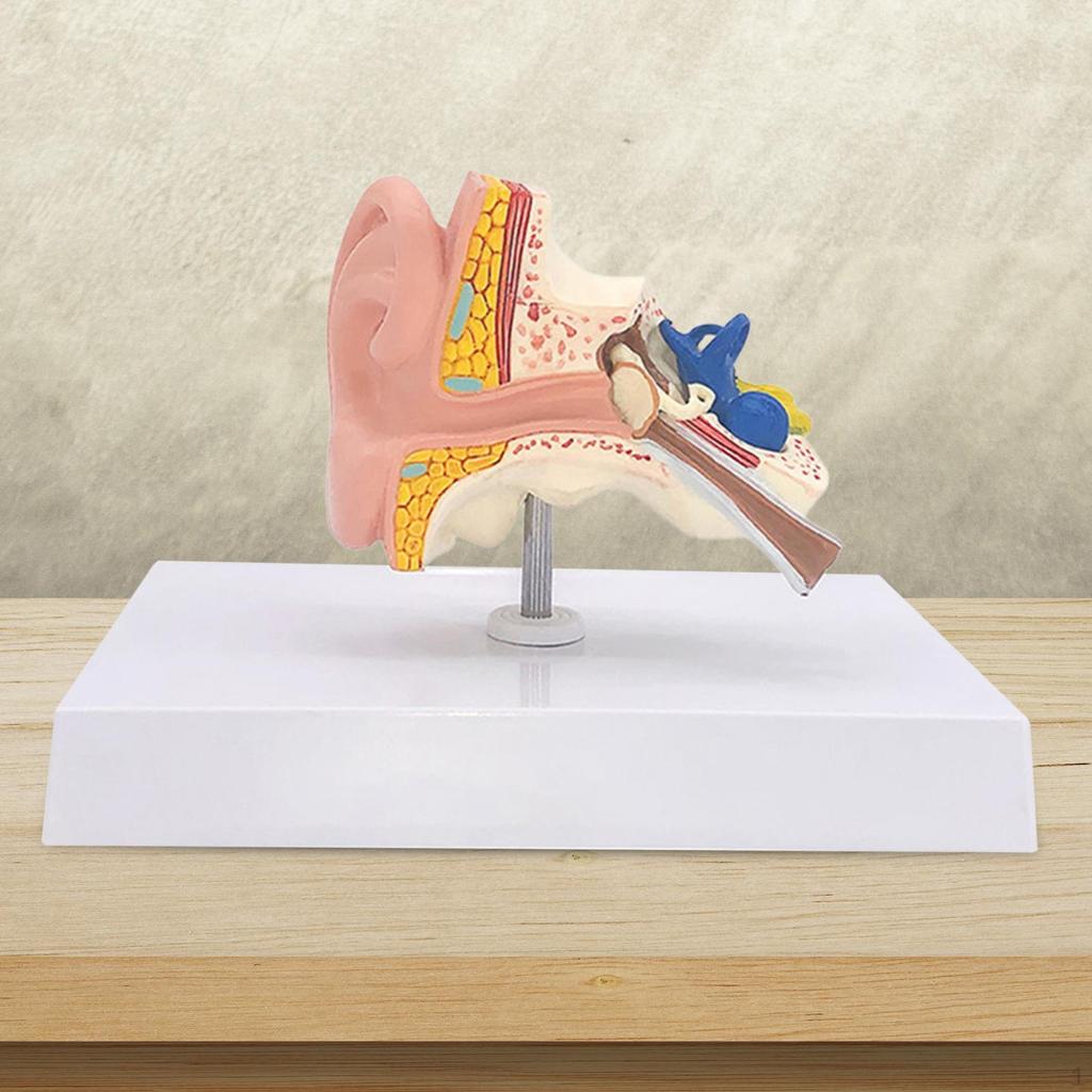 Human Ear Model Anatomy Professional Accurate Removable Anatomical 3D for Study Display