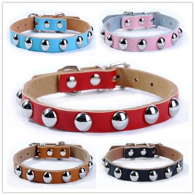 Köpek – Köpek Tasmaları ve Tasma Kayışları