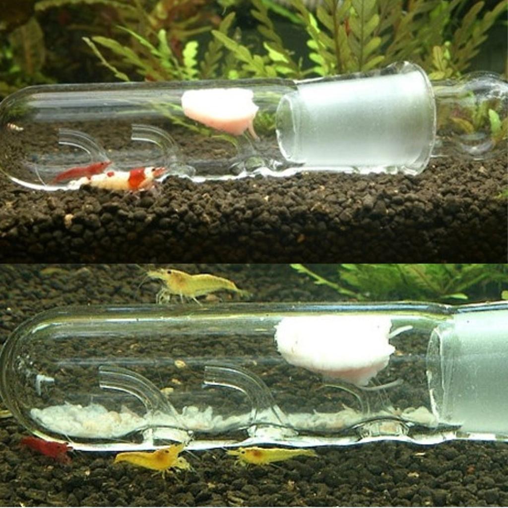 Planaria Traps Aquarium VIV Pest Catch Pen Shrimp Leeches Plannaria Plant Trap Worm Catcher