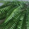 Yapay Boston Fern Yaprağı Ev Yapay Bitkiler Çiçekler Noel Süslemeleri