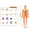 Assembly Human Skeleton Organ Model Toys Children's Science Education Cognitive Skeleton Structure Puzzle Assembly Toys for Kids