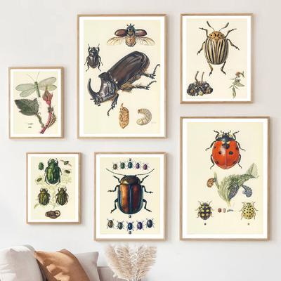 Vintage Käfer Insekt Probe Illustration Nordic Wand Kunst Leinwand Malerei Poster Und Drucke Bilder Für Wohnzimmer Dekor