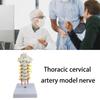 Anatomical Cervical Vertebrae Model Featuring Arteries Nerves Vertebral Discs Medicals Training Tool