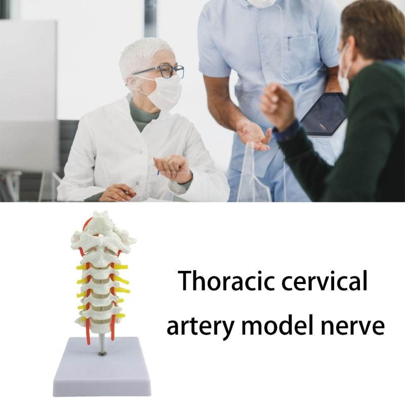 Anatomical Cervical Vertebrae Model Featuring Arteries Nerves Vertebral Discs Medicals Training Tool