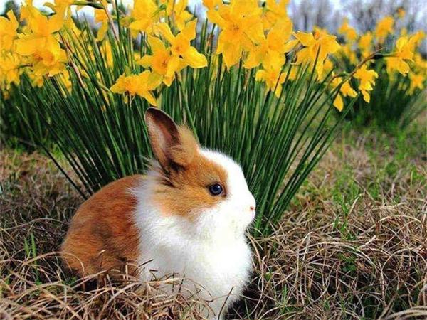 5D Diy Diamond Painting Mosaic Rabbit Daisy Full Square/Round Embroidery Animal Grass Home Decor