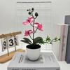 Simulated Sand Phalaenopsis Bonsai Green Plants For Home Wedding Decoration