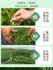 Jieying Green Tea Mingqian Head Picking Longjing Tea Bean Aroma Tea Gift Box 250g