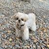 Haustier Hund Kleidung Herbst und Winter winddicht einfach lässig Trenchcoat klein und mittel Haustier Xisch Malteser Yorkshire