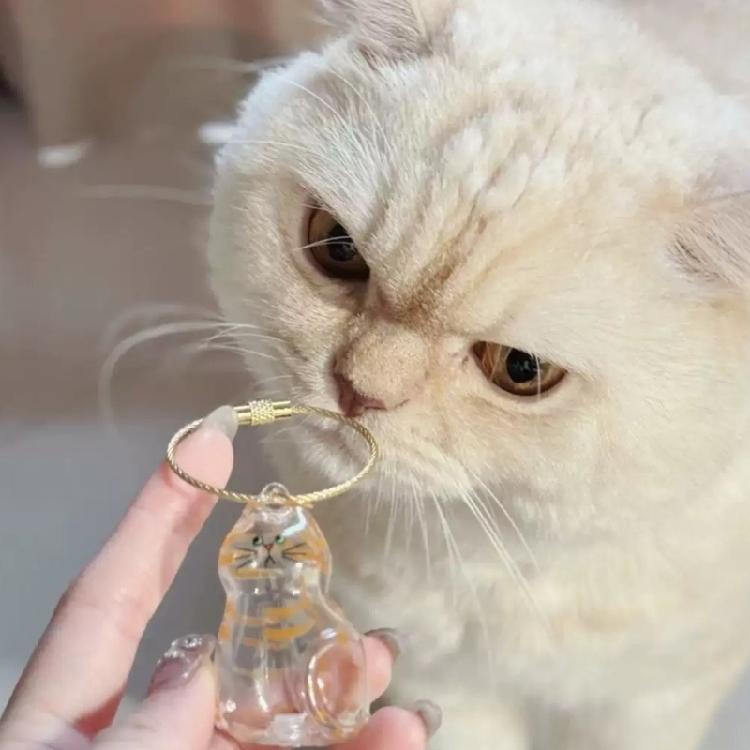 Safe Animal Shape Gift Box Visible Compartment Pet Hair Holders  Lovely Design Storage Box 6PCS