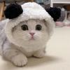 Pet Hat Cute Panda Shape Costume Party Accessories Animal-Safe Materials