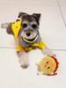 1pc-Burger design, pet teeth grinding, squeaking plush toys, durable dog chew toys, interactive products