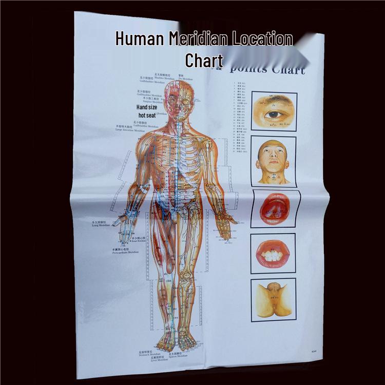 Comprehensive Acupoint Diagram: Human Body, Ear, Foot, Sole & Palm Charts for Massage Therapy and Tuina
