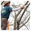 U-M Industry (Silky) Scabbard Saw Rubber Boy 7 Curve Rough Grain 240mm 465-24 Easy and Speedy Pruning of Live Trees