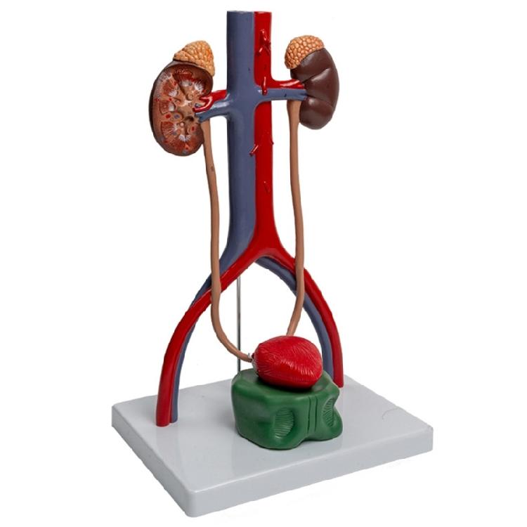 Human Urinary and Reproductive System Anatomy Model Teaching Aids 1