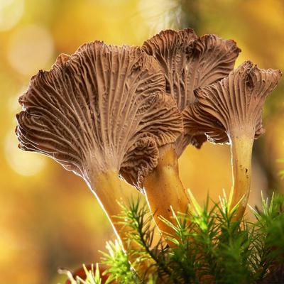 Grey Girolle Mycelium - Mushroom Growing Kit - Grow Mushrooms Kit