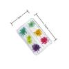 6-Grid Natural Dried Flowers for Nail Art - Japanese Style Sunflower & Baby's Breath DIY Decorations