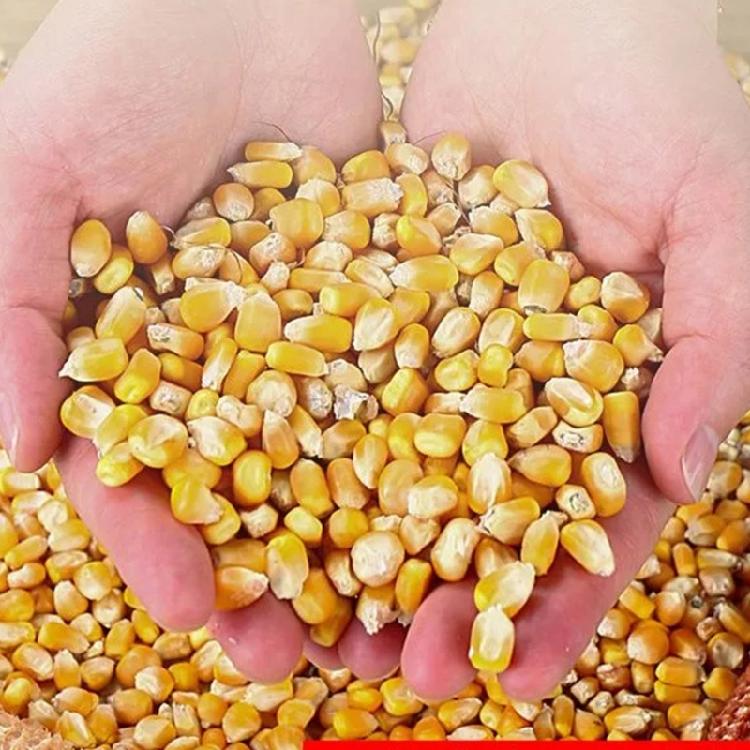 Automatic Corn Shelling Tool Easy Assembly Nylon Construction Perfect For Family Farm And Crop High Yield Agriculture