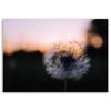 Canvas Print Dandelions Sunset